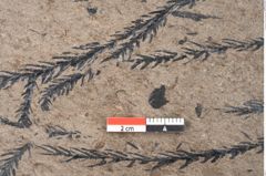 Foto (Detailansicht) von Araucaria sternbergii Goeppert (NHMW-GEO-2024-0188-8296)